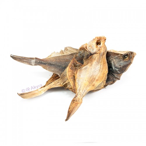 Plaice