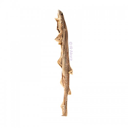 Catshark